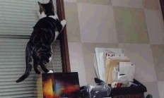 开云体育直播-西亚卡姆点燃麦迪逊，当多伦多烈焰照亮纽约之夜