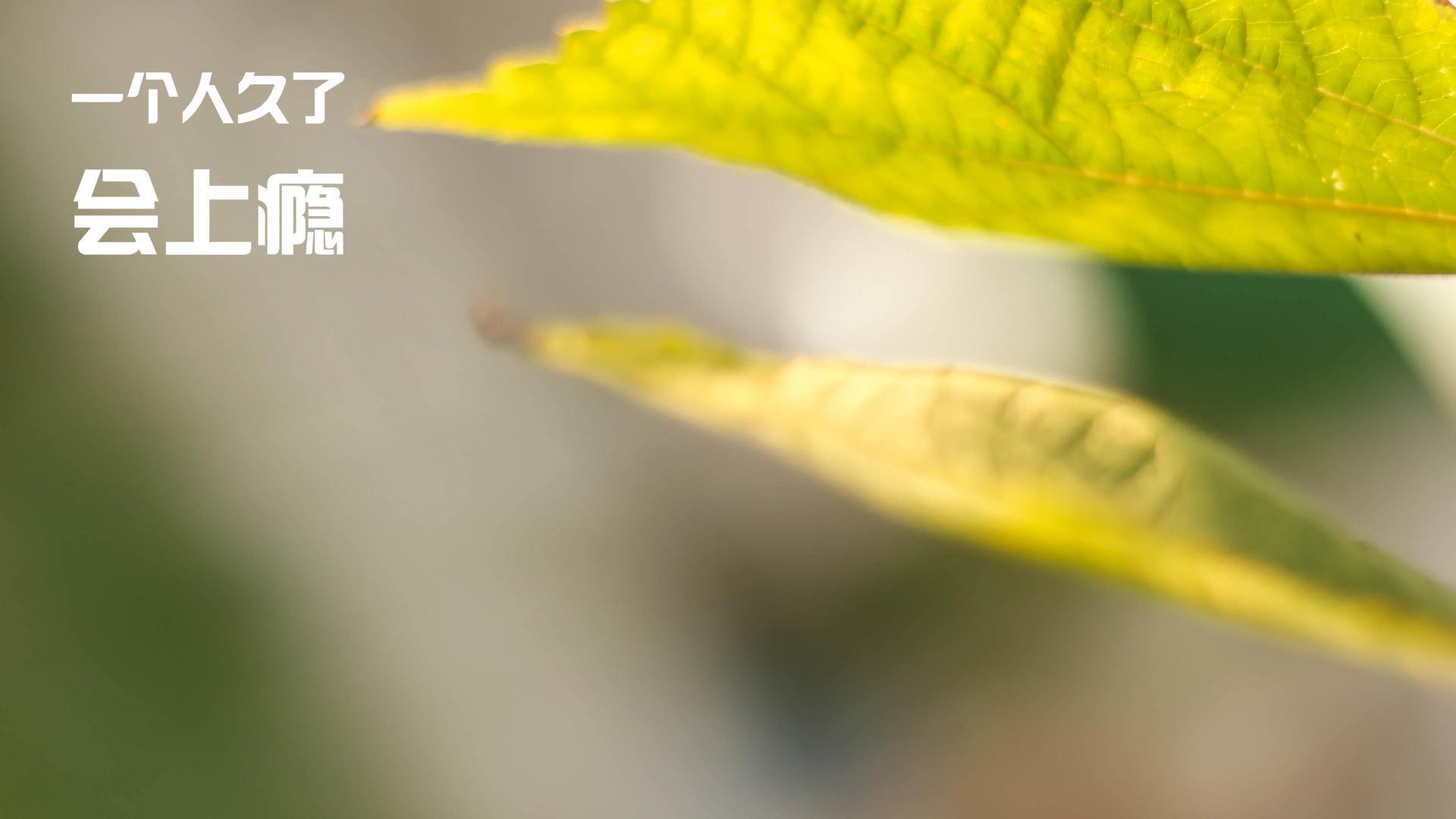 活塞正面击溃黄蜂，杜兰特在欧冠淘汰赛接管比赛